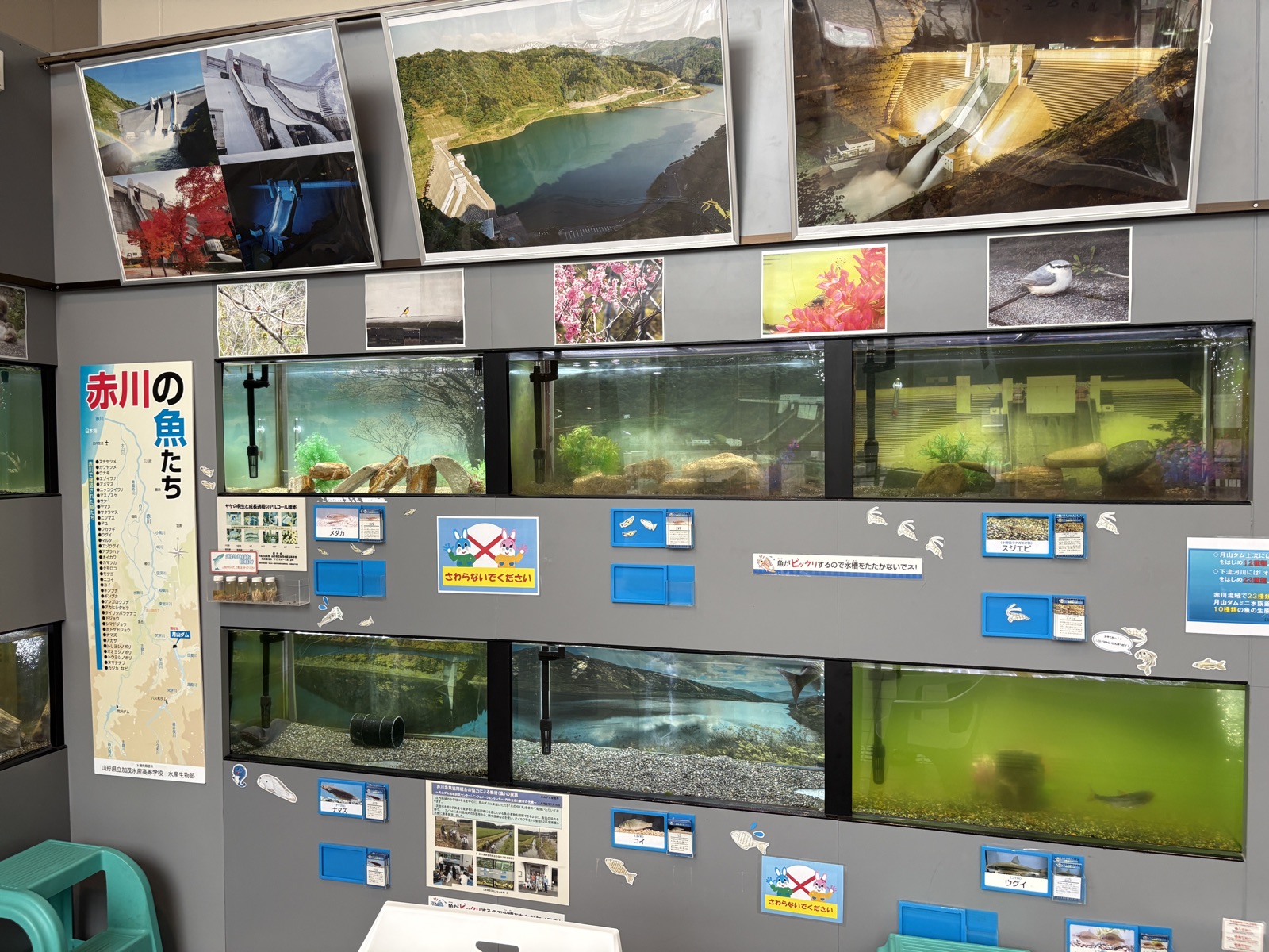 資料展示室内の「赤川の魚たち」飼育水槽展示